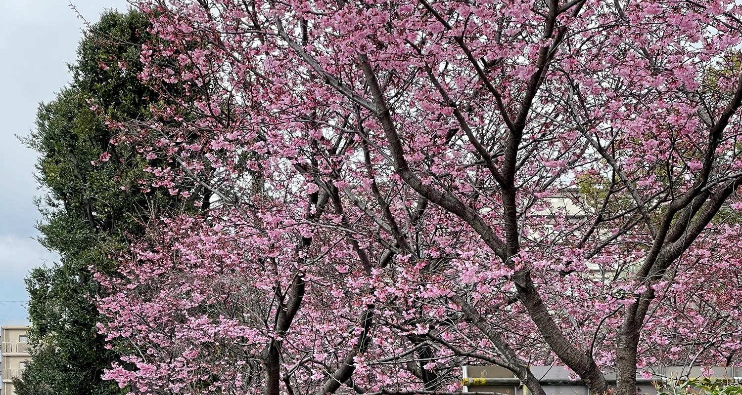 産業道路沿いの梅の花が一足早い春の訪れ