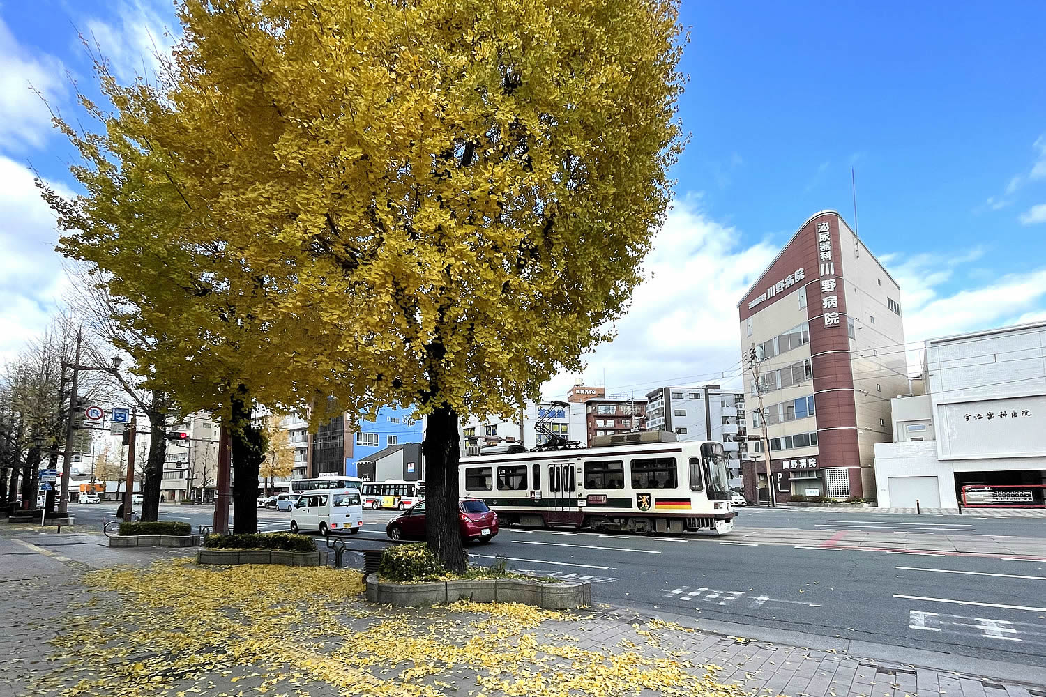 熊本市中央区の電車通りと銀杏並木